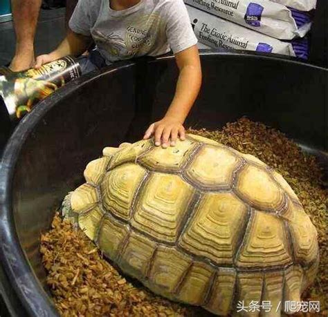 養陸龜好處|五個你以為不能吃，卻是對陸龜很好的食物 – 赫曼抓抓